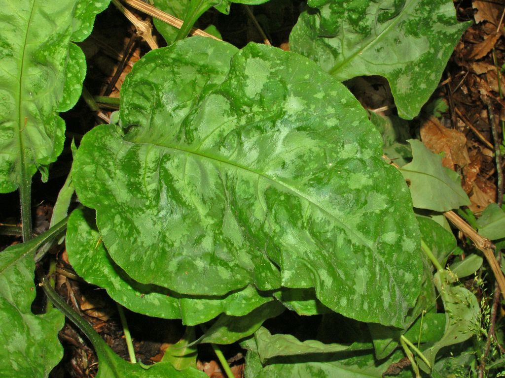 Delle belle foglie maculate - Pulmonaria sp.